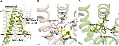 Exploring the Activation Mechanism of the mGlu5 Transmembrane Domain